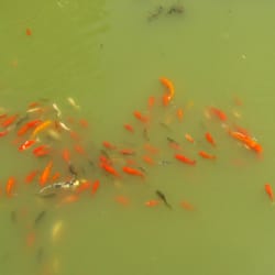 Kurtz Orchards - So many fishies!
