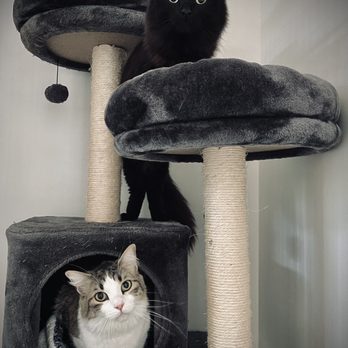 The Willow Cat Hotel - Kitties in their room! - Pet Boarding Near Me - Lomita, California The Willow Cat Hotel - Kitties in their room! - Pet Boarding Near Me - Lomita, California