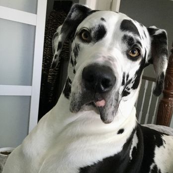 Dottie's Day Trippers - Knox My Sweet Boy - Pet Sitting Near Me