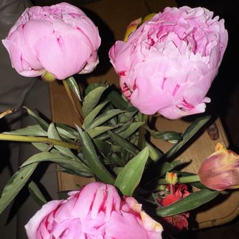 LSV Farm and Mill - Pink variegated peonies. - Nurseries & Gardening Near Me - Hillsboro, Oregon LSV Farm and Mill - Pink variegated peonies. - Nurseries & Gardening Near Me - Hillsboro, Oregon
