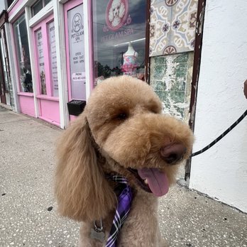 Pet Glam Spa - Chewie after his grooming appointment. They even gave him a little tie to wear! So cute! - Pet Groomers Near Me - Tampa, Florida