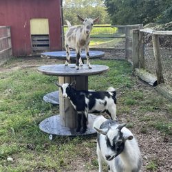 Ingaldsby Farms - Brady, Midnight, and Buttercup
