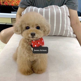 Aussie Pet Mobile Howard County - what I asked for... - Pet Groomers Near Me Aussie Pet Mobile Howard County - what I asked for... - Pet Groomers Near Me