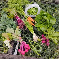 Friends Farm