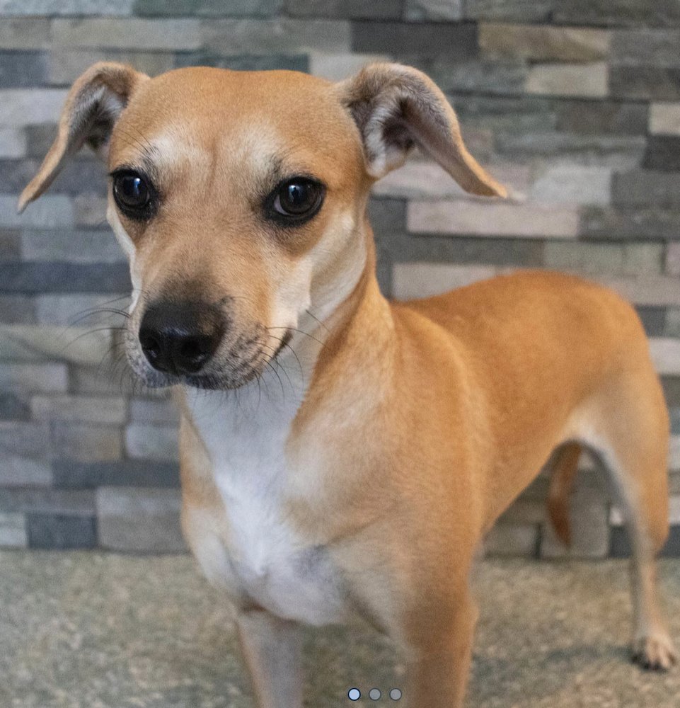 CHAMP’S DOG HOUSE MEDFORD 70 Photos & 44 Reviews 163 Rt 70