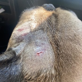The Dog House - At the emergency vet receiving treatment for 6 puncture wounds - Pet Sitting Near Me - Portland, Oregon The Dog House - At the emergency vet receiving treatment for 6 puncture wounds - Pet Sitting Near Me - Portland, Oregon