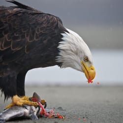 Haines Rafting Company - American Bald Eagle eating salmon on the banks of the Chilkat River