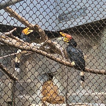 Milwaukee County Zoo - Birds so pretty - Zoos Near Me - Milwaukee, Wisconsin