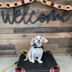 Sit Means Sit Dog - My dog on the first day of training