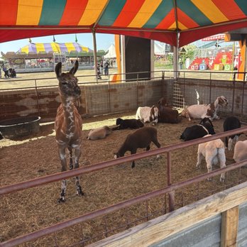 Frosty's Forest Pumpkin Patch - Petting zoo - Attraction Farms Near Me - Chino, California Frosty's Forest Pumpkin Patch - Petting zoo - Attraction Farms Near Me - Chino, California