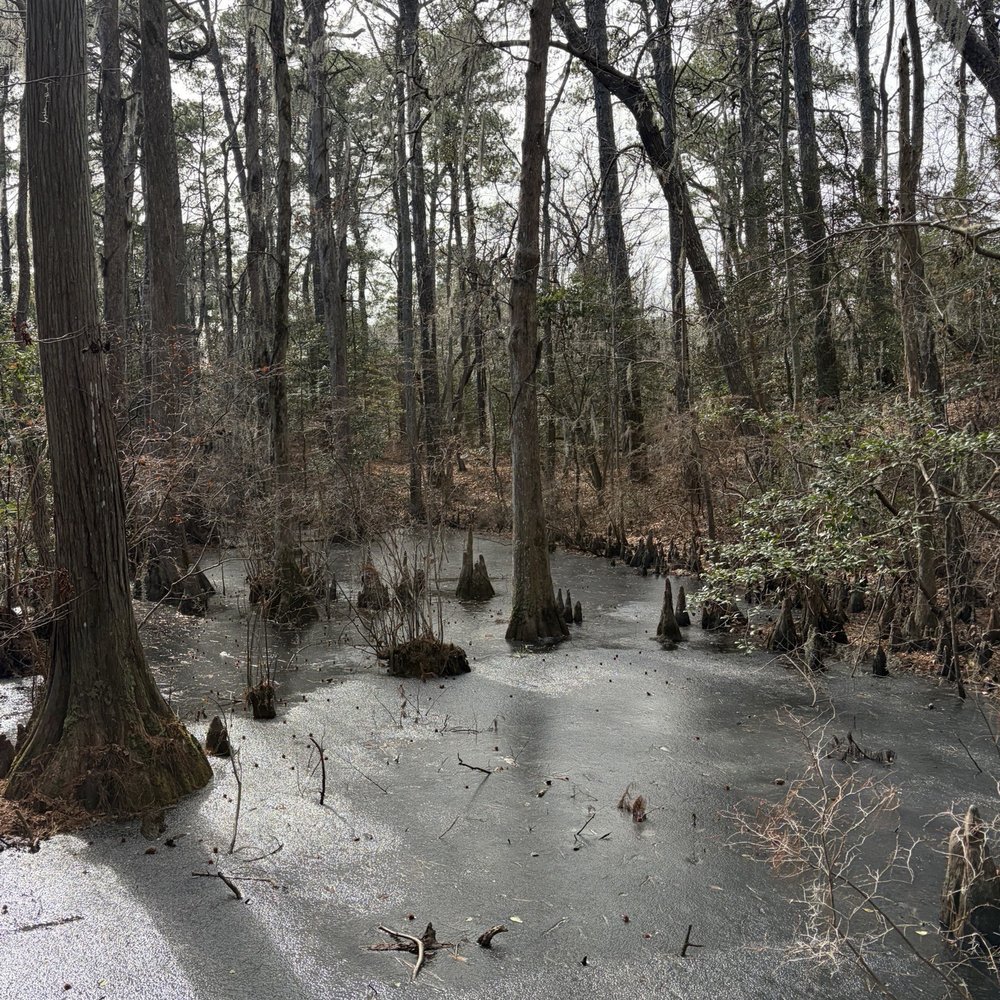 First Landing State Park - Winter in the park - Parks Near Me - Virginia Beach, Virginia