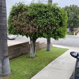 Ficus tree removal
