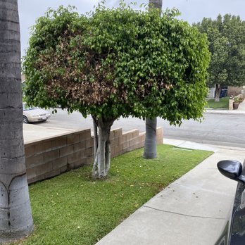 Mtz Tree Service - Ficus tree removal - Tree Services Near Me
