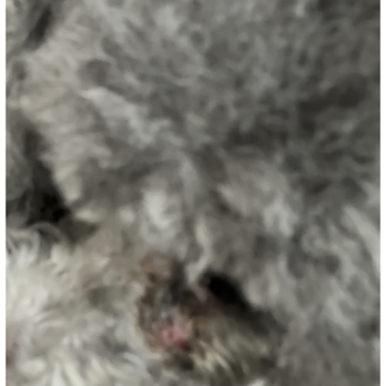Natural Pawz - Injuries sustained by groomer at Natural Pawz - Washington Ave. - Pet Groomers Near Me - Houston, Texas