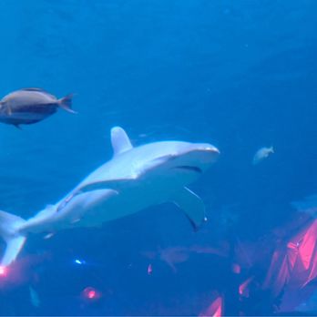 Adventure Aquarium - Aquariums Near Me - Camden, New Jersey