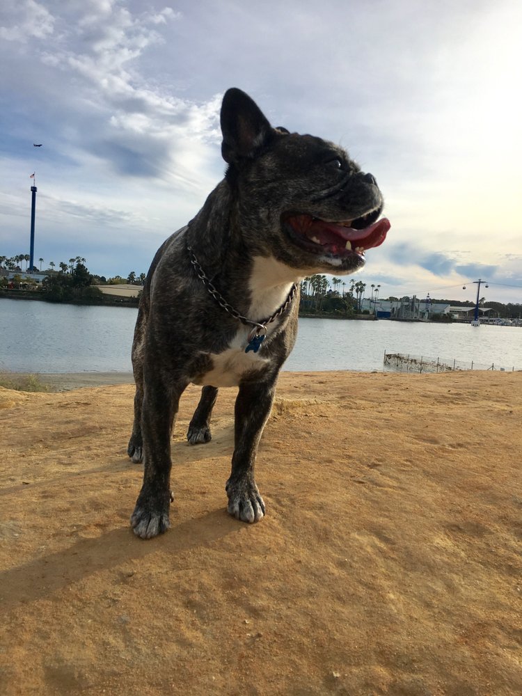 GOOD DOG! WALKING San Diego, California Dog Walkers Phone Number