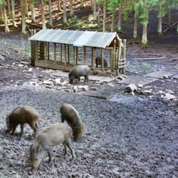 Schwarzwildgehege