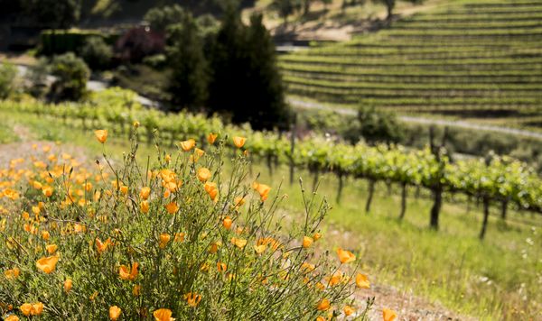 Vine Cliff Winery by null