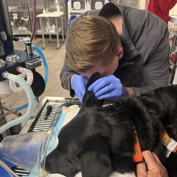Veterinary Emergency Group - Final -2nd opinion exam from DVM - Emergency Pet Hospital Near Me - San Ramon, California Veterinary Emergency Group - Final -2nd opinion exam from DVM - Emergency Pet Hospital Near Me - San Ramon, California