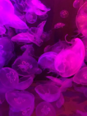 Biarritz Aquarium by null