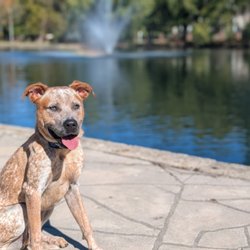Chris Canine Training