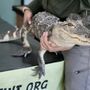 Photo of Saving Wildlife International