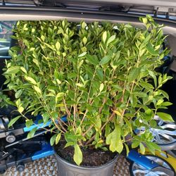 Slay's Nursery - Score!! Found some August Beauty Gardenias, gonna be great!!