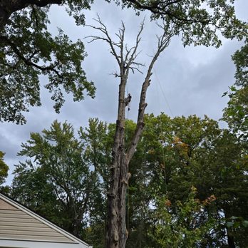D&Y Tree Service - Tree Services Near Me D&Y Tree Service - Tree Services Near Me