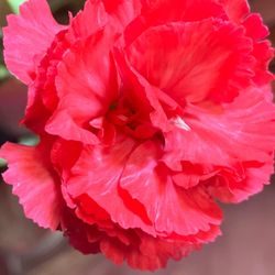 Museo Arqueológico de Xochimilco - De una flor    calida y suave un color rojo bonito