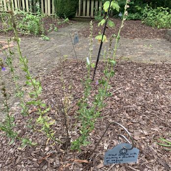 The Country Doctor Museum - Medicinal plant - Museums Near Me - Bailey, North Carolina The Country Doctor Museum - Medicinal plant - Museums Near Me - Bailey, North Carolina