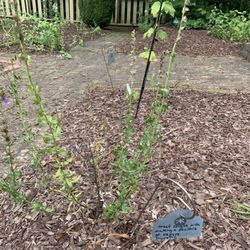Medicinal plant
