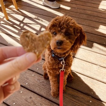 Stir It Up - Dog treat - Sandwiches Near Me - Saint Augustine, Florida