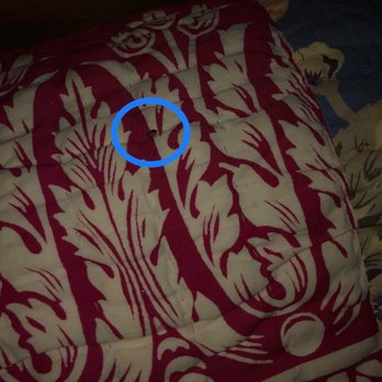 Cabins USA - Photo 1 of bedbugs in the bedroom on the main floor of the cabin. - Vacation Rentals Near Me - Sevierville, Tennessee Cabins USA - Photo 1 of bedbugs in the bedroom on the main floor of the cabin. - Vacation Rentals Near Me - Sevierville, Tennessee
