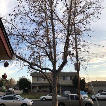 Preferred Expert Tree Service - Tree Services Near Me Preferred Expert Tree Service - Tree Services Near Me