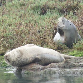 Monterey Bay Eco Tours - Such characters! - Boat Tours Near Me - Moss Landing, California Monterey Bay Eco Tours - Such characters! - Boat Tours Near Me - Moss Landing, California