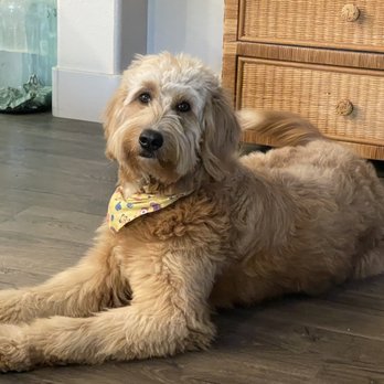 Paws R Us - Pepper - Pet Groomers Near Me - Fresno, California Paws R Us - Pepper - Pet Groomers Near Me - Fresno, California