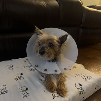 Banfield Pet Hospital - My Beautiful Princess Miley - Veterinarians Near Me - Yonkers, New York