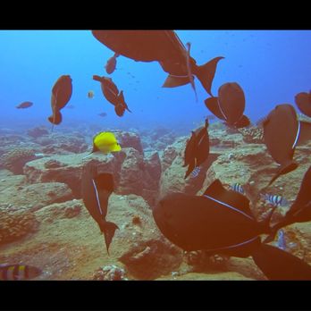 Seasport Divers - Scuba Diving Near Me - Koloa, Hawaii Seasport Divers - Scuba Diving Near Me - Koloa, Hawaii