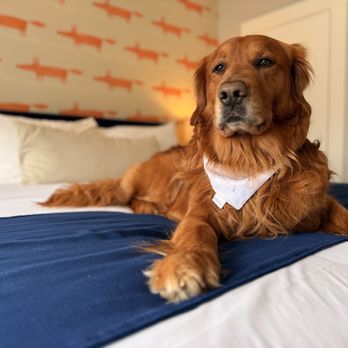 Paws on Pelham - Hotels Near Me - Newport, Rhode Island Paws on Pelham - Hotels Near Me - Newport, Rhode Island