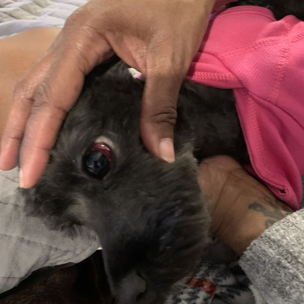 Muttz Kuttz Grooming - Her eye even bleed a lil - Pet Groomers Near Me - Clarksville, Tennessee Muttz Kuttz Grooming - Her eye even bleed a lil - Pet Groomers Near Me - Clarksville, Tennessee
