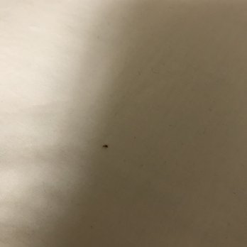 Hampton Inn & Suites Phoenix Tempe - Bed bugs!!! - Hotels Near Me - Tempe, Arizona