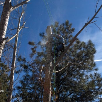 Total Tree Service - Colorado-Springs-Tree-Removal - Tree Services Near Me - Colorado Springs, Colorado Total Tree Service - Colorado-Springs-Tree-Removal - Tree Services Near Me - Colorado Springs, Colorado