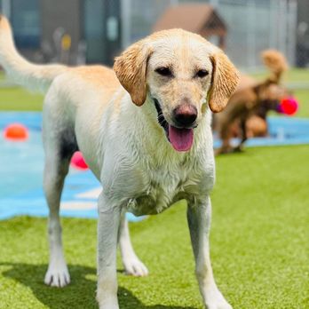Paws Pet Resort - Pet Training Near Me - Sioux Falls, South Dakota Paws Pet Resort - Pet Training Near Me - Sioux Falls, South Dakota
