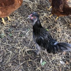Fabulously Feathered Silkies