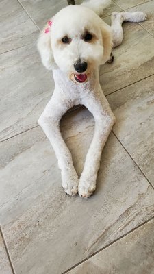 petco grooming pembroke