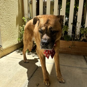 Breezy Paw Mobile Grooming - Pet grooming - Pet Groomers Near Me Breezy Paw Mobile Grooming - Pet grooming - Pet Groomers Near Me