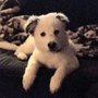 Photo of Trinity Dog Grooming
