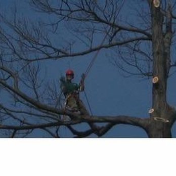 Dujets Tree Experts - Tree Services Near Me - Woodland Park, New Jersey Dujets Tree Experts - Tree Services Near Me - Woodland Park, New Jersey