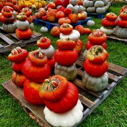 Georgia Belle Farms