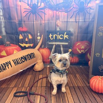 All About Puppies - Pet Stores Near Me - La Mirada, California